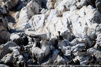 Witborstaalscholvers en Kaapse aalscholvers